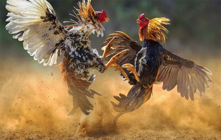 Khám Phá Cách Chơi Đá Gà GA28 Tại 123WIN Hấp Dẫn Nhất 2 Khám Phá Cách Chơi Đá Gà GA28 Tại 123WIN Hấp Dẫn Nhất
